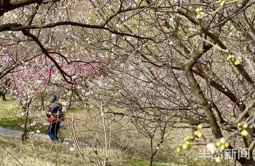 十梅庵今日最新爆料,今日最新爆料揭示惊人内幕